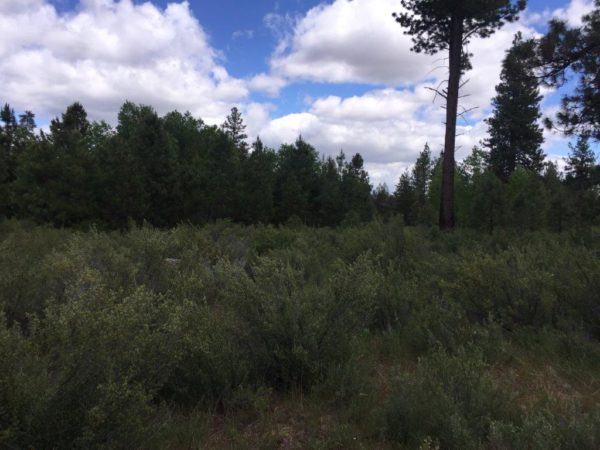 1.59 Acres near Sprague River, OR - Image 5