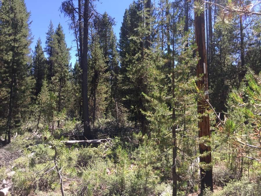 .99 Acres in Klamath OR
