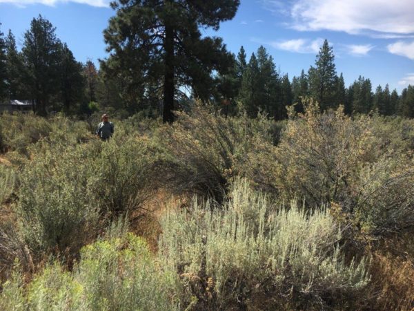 2.40 Acres in Sprague River, OR - Image 5
