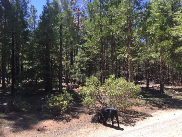 2.3 Acres in Klamath County, OR - Image 8