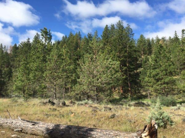 1.88 Acres near Dairy, OR - Image 7