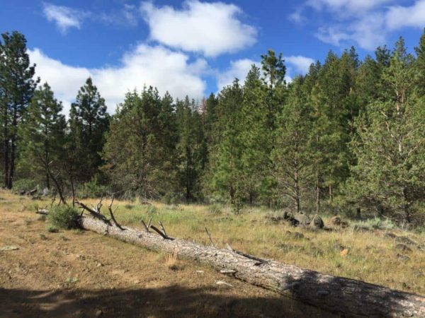 1.88 Acres near Dairy, OR - Image 6