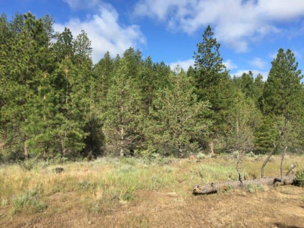 1.88 Acres near Dairy, OR - Image 4