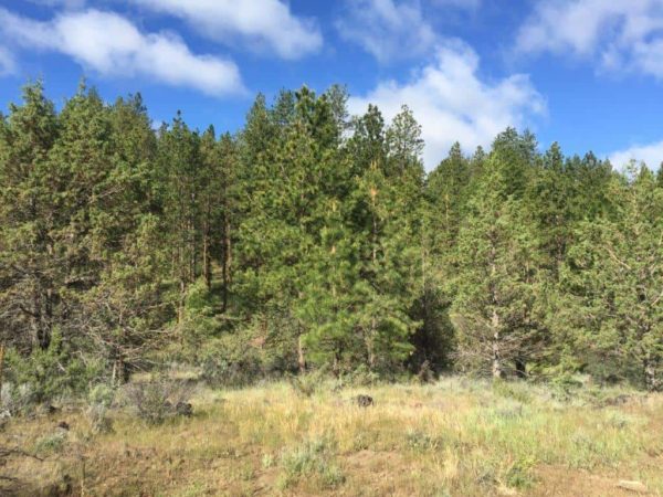 1.88 Acres near Dairy, OR - Image 3