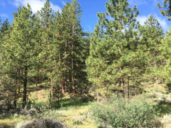 1.88 Acres near Dairy, OR - Image 2
