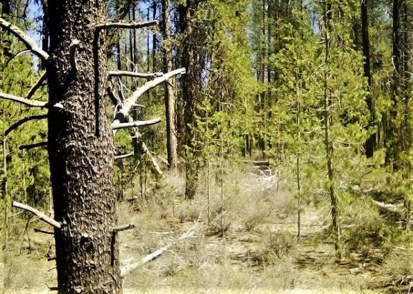 .95 acres in Klamath County, OR - Image 2