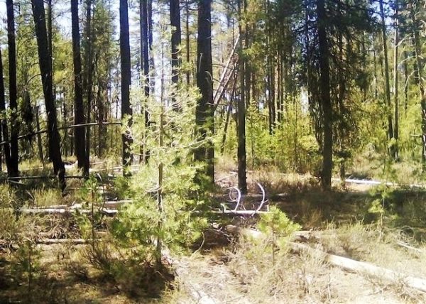 .95 acres in Klamath County, OR - Image 3