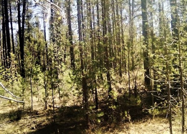 .95 acres in Klamath County, OR - Image 4