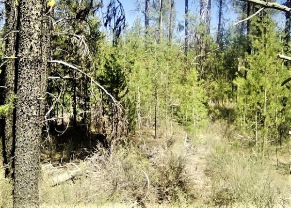 .95 acres in Klamath County, OR - Image 8