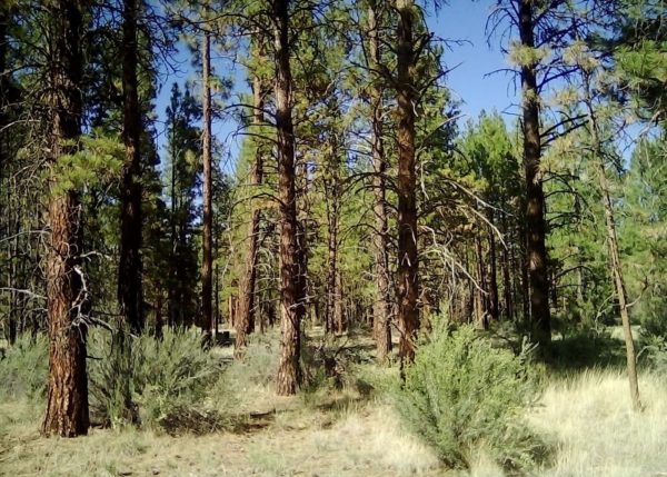 2.28 acres in Klamath County, OR - Image 2