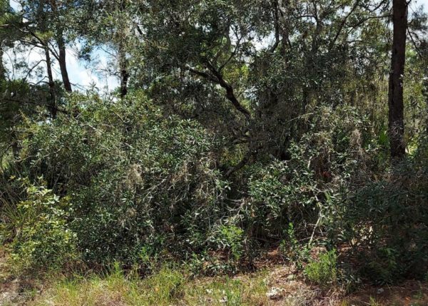 .26 acres in Highlands County, Florida - Image 11