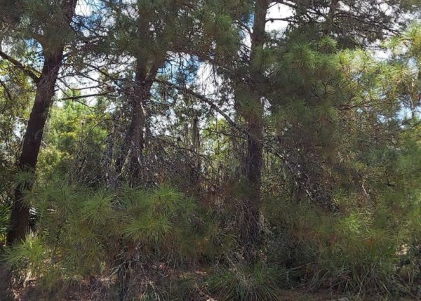.26 acres in Highlands County, Florida - Image 9