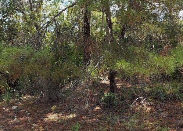.26 acres in Highlands County, Florida - Image 8