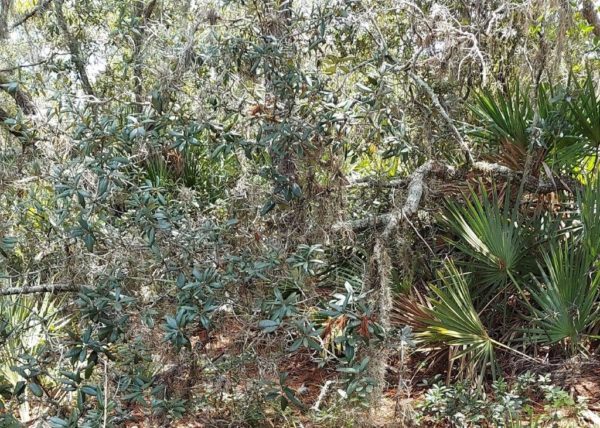 .26 acres in Highlands County, Florida - Image 10