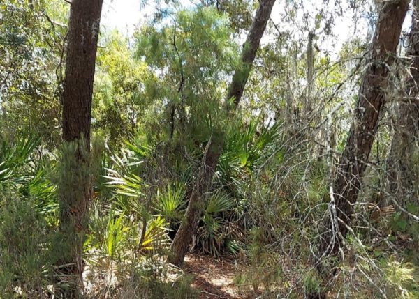 .26 acres in Highlands County, Florida - Image 7
