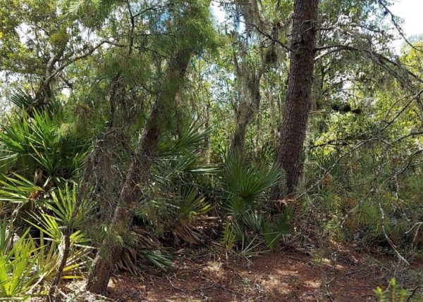 .26 acres in Highlands County, Florida - Image 6