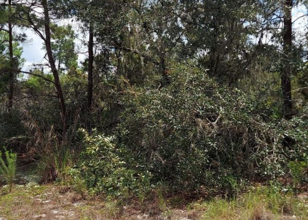 .26 acres in Highlands County, Florida - Image 15
