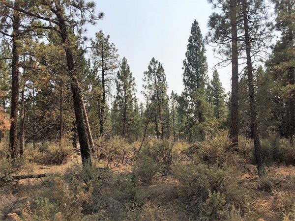 2.43 acres near Sprague River, OR - Image 8