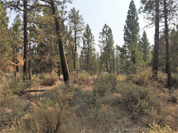 2.43 acres near Sprague River, OR - Image 4