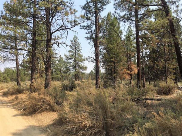 2.43 acres near Sprague River, OR - Image 2