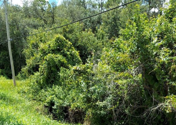 .26 acres near Lake Placid, Florida - Image 13