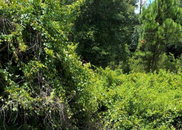 .26 acres near Lake Placid, Florida - Image 9