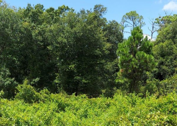 .26 acres near Lake Placid, Florida - Image 7