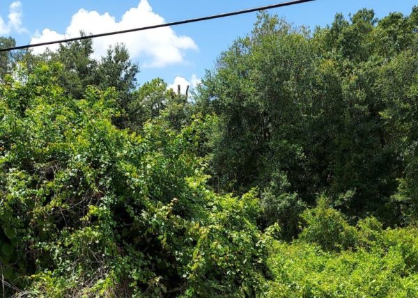 .26 acres near Lake Placid, Florida - Image 6