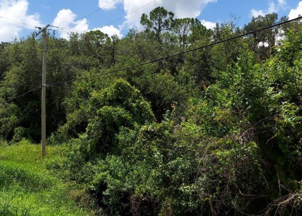 .26 acres near Lake Placid, Florida - Image 4