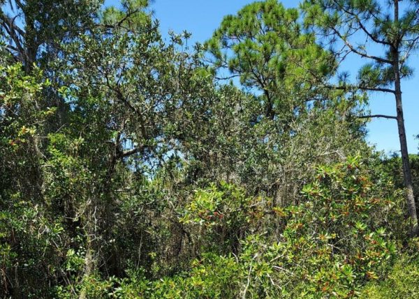 .35 acres in Highlands County, Florida - Image 9