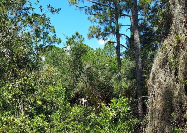 .35 acres in Highlands County, Florida - Image 11