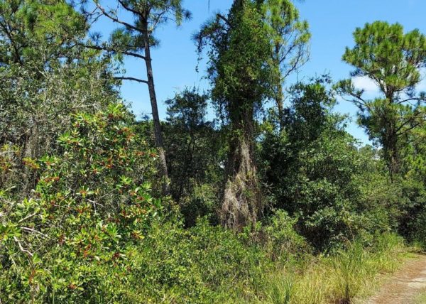 .35 acres in Highlands County, Florida - Image 13