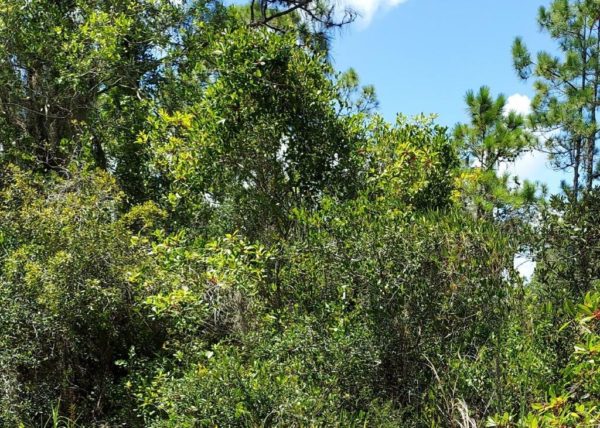 .35 acres in Highlands County, Florida - Image 12