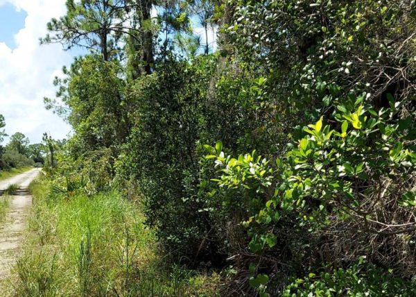 .35 acres in Highlands County, Florida - Image 6