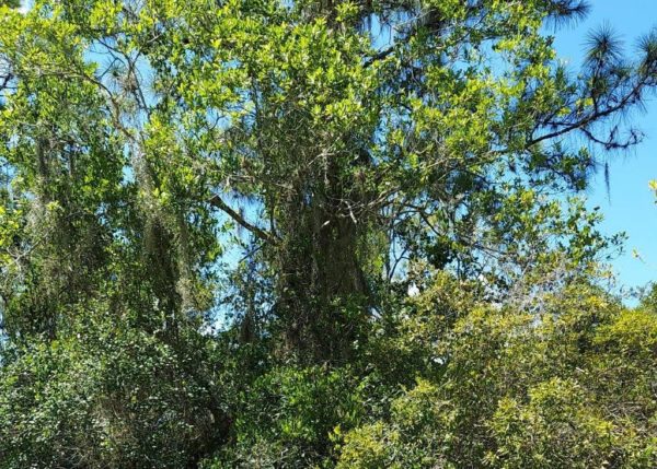.35 acres in Highlands County, Florida - Image 8