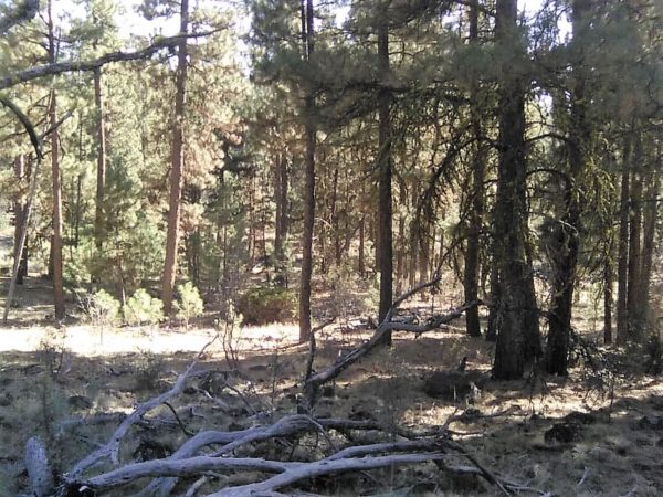 1.96 acres in Klamath County, OR - Image 3