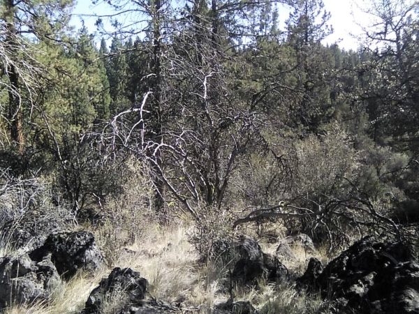 1.96 acres in Klamath County, OR - Image 4