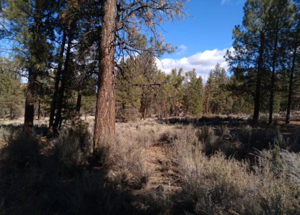 2.41 acres near Sprague River, OR - Image 3