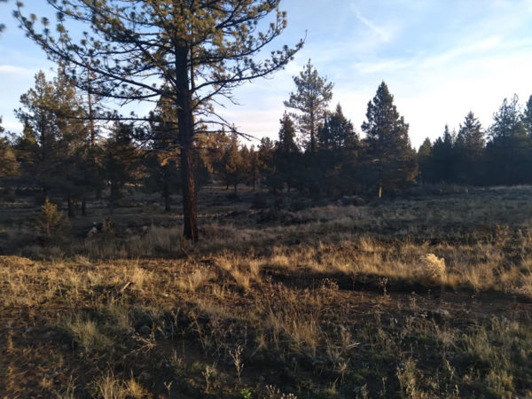 2.48 acres near Bonanza, OR - Image 6