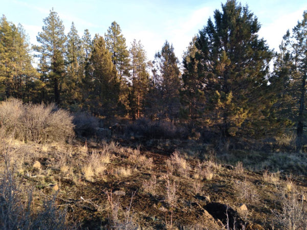 2.48 acres near Bonanza, OR - Image 4