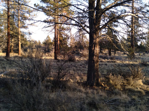 2.48 acres near Bonanza, OR - Image 12