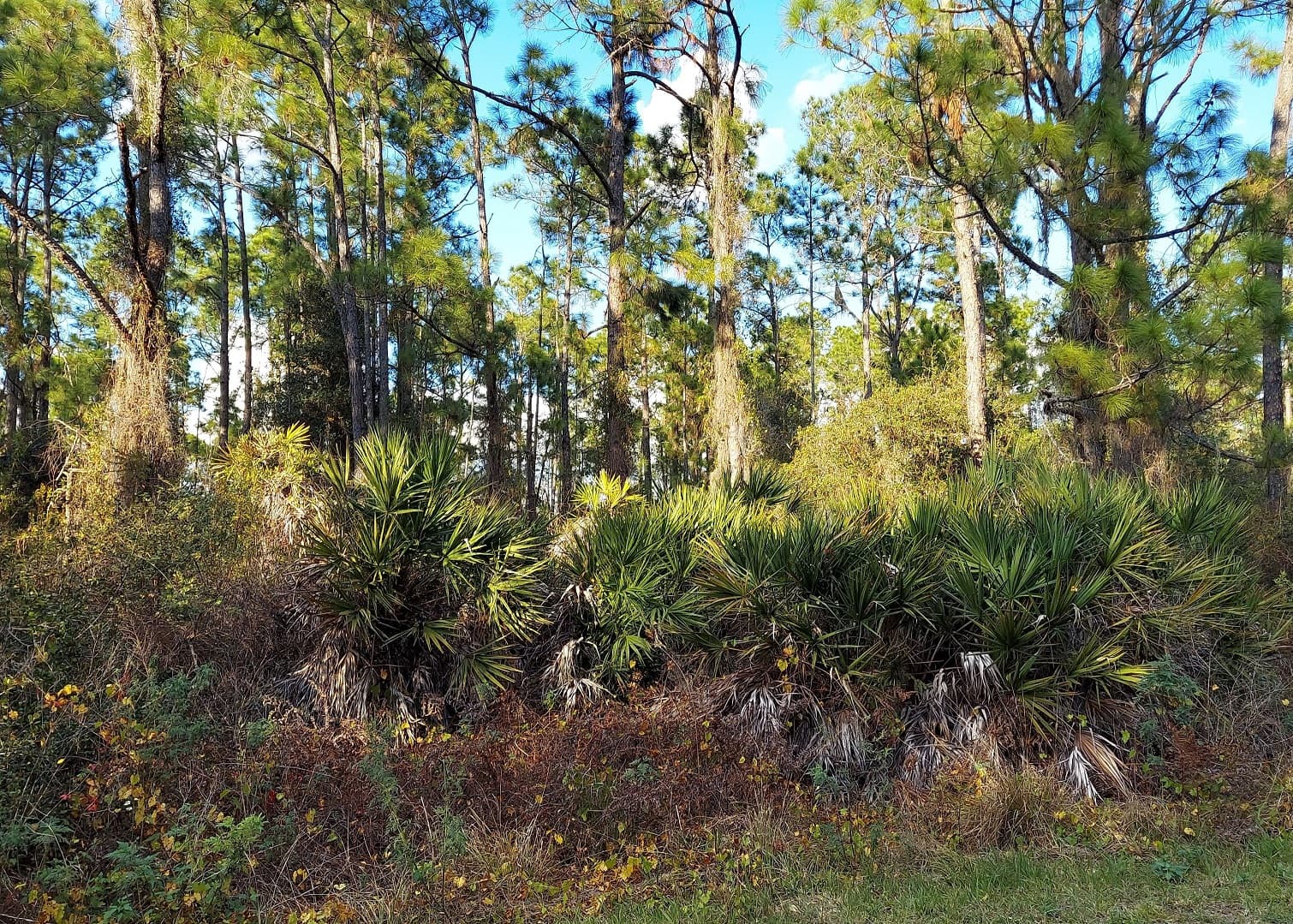 .23 acres in Leisure Lakes, Florida