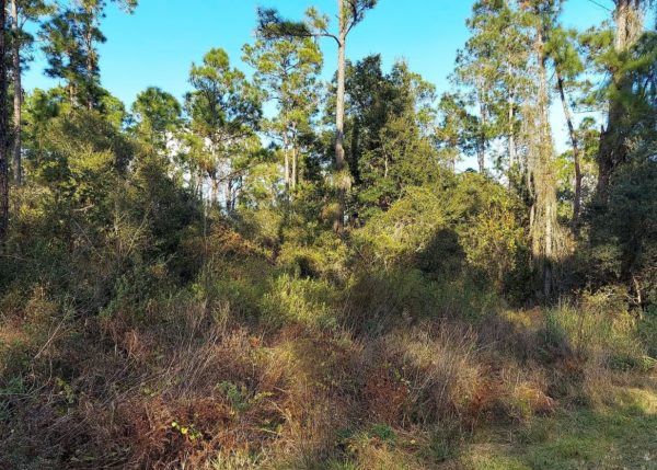 .23 acres in Leisure Lakes, Florida - Image 9