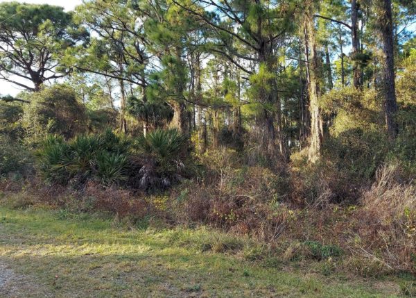 .23 acres in Leisure Lakes, Florida - Image 4