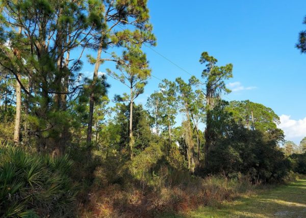 .23 acres in Leisure Lakes, Florida - Image 2