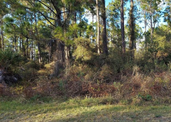 .23 acres in Leisure Lakes, Florida - Image 5