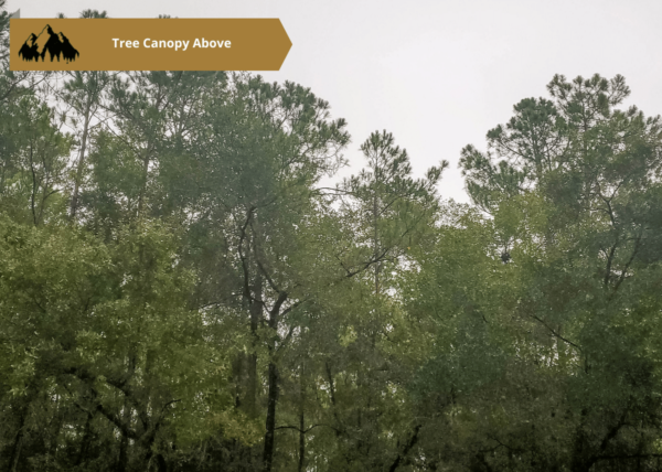 .25 acres in Citrus County, FL - Image 9