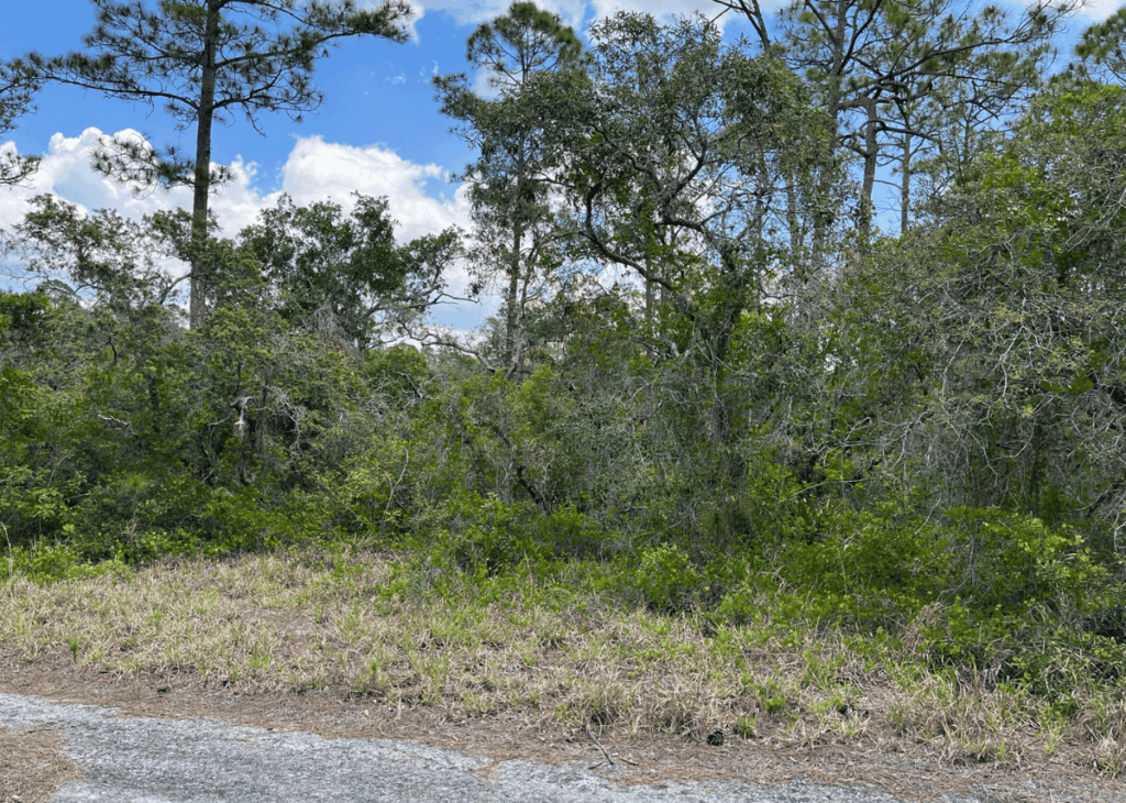 Grassy roadside verge with dense shrubs and tall pine trees under a blue, partly cloudy sky.