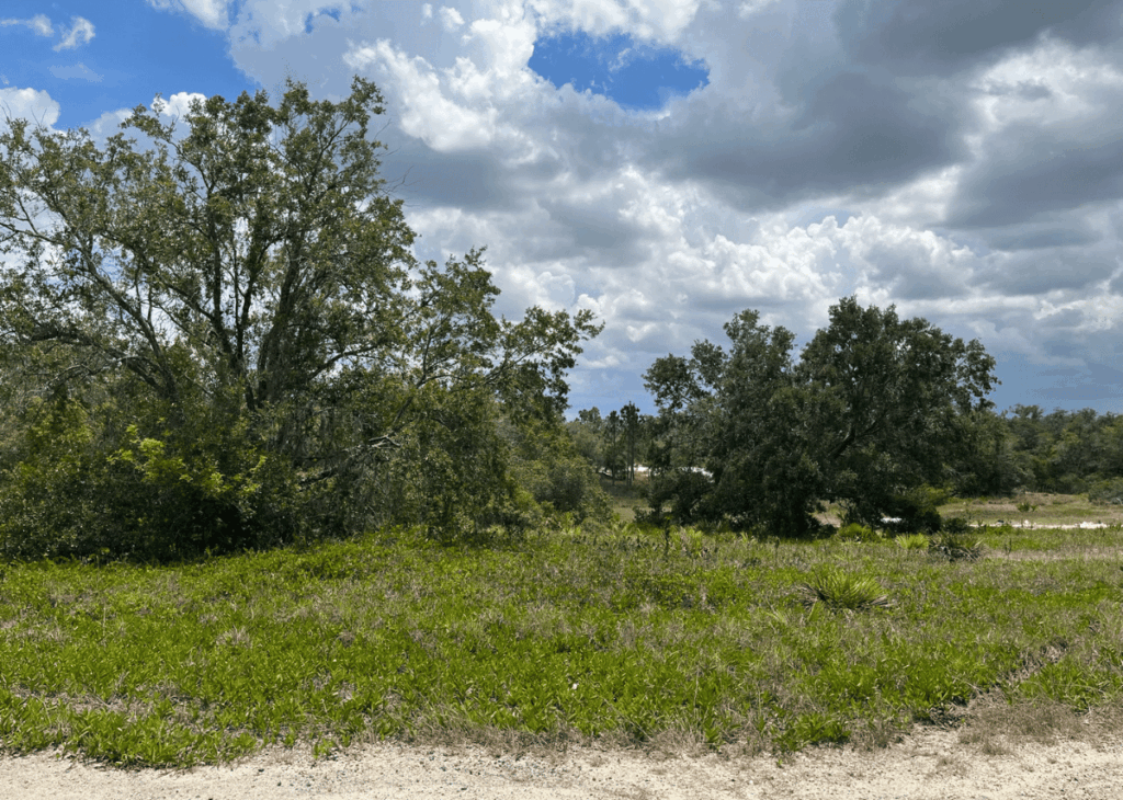 Open field with low green vegetation and scattered trees under a partly cloudy blue sky.