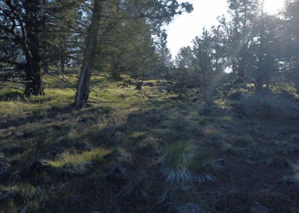 4.57 acres near Bonanza, OR - Image 4